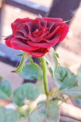 Beautiful Red Rose Flower Bloom