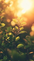 Golden sunlight filters through vibrant green leaves