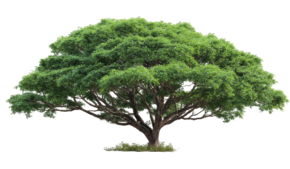 Lush green tree against black background (1)