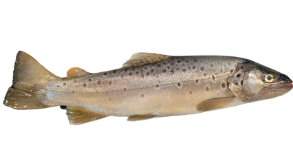 Trout Fish (Oncorhynchus mykiss) Isolated on White Background with Copy Text Space. Freshwater Species Element for Wildlife Education, Fishing Themes, and Nature-Inspired Designs. PNG File