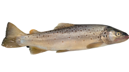 Trout Fish (Oncorhynchus mykiss) Isolated on White Background with Copy Text Space. Freshwater Species Element for Wildlife Education, Fishing Themes, and Nature-Inspired Designs. PNG File