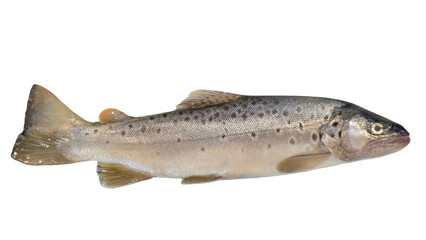 Trout Fish (Oncorhynchus mykiss) Isolated on White Background with Copy Text Space. Freshwater Species Element for Wildlife Education, Fishing Themes, and Nature-Inspired Designs. PNG File