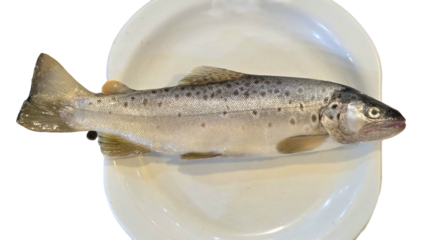 Trout Fish (Oncorhynchus mykiss) Isolated on White Background with Copy Text Space. Freshwater Species Element for Wildlife Education, Fishing Themes, and Nature-Inspired Designs. PNG File