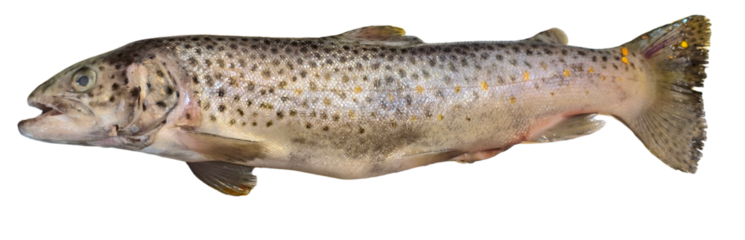 Trout Fish (Oncorhynchus mykiss) Isolated on White Background with Copy Text Space. Freshwater Species Element for Wildlife Education, Fishing Themes, and Nature-Inspired Designs. PNG File