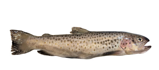 Trout Fish (Oncorhynchus mykiss) Isolated on White Background with Copy Text Space. Freshwater Species Element for Wildlife Education, Fishing Themes, and Nature-Inspired Designs. PNG File