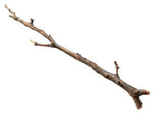 A single, long branch