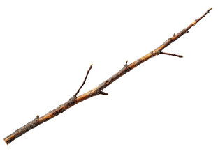 A single, weathered branch extends diagonally