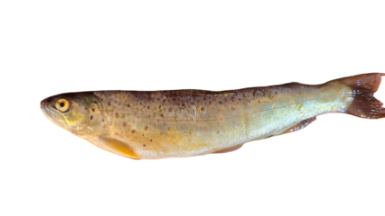 Trout Fish (Oncorhynchus mykiss) Isolated on White Background with Copy Text Space. Freshwater Species Element for Wildlife Education, Fishing Themes, and Nature-Inspired Designs. PNG File