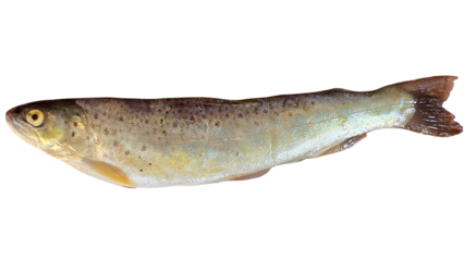 Trout Fish (Oncorhynchus mykiss) Isolated on White Background with Copy Text Space. Freshwater Species Element for Wildlife Education, Fishing Themes, and Nature-Inspired Designs. PNG File