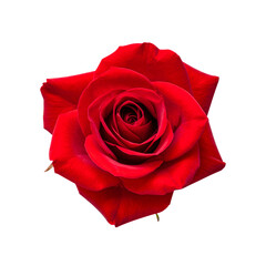  single red rose isolated on a transparent or white background, png
