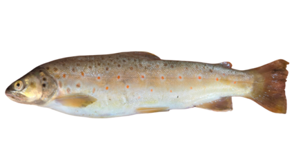 Trout Fish (Oncorhynchus mykiss) Isolated on White Background with Copy Text Space. Freshwater Species Element for Wildlife Education, Fishing Themes, and Nature-Inspired Designs. PNG File