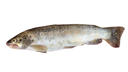 Trout Fish (Oncorhynchus mykiss) Isolated on White Background with Copy Text Space. Freshwater Species Element for Wildlife Education, Fishing Themes, and Nature-Inspired Designs. PNG File