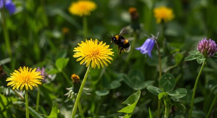 Colorful flowers and bumble bee