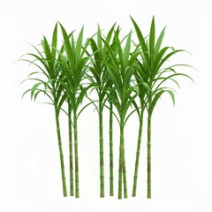 Obraz premium bamboo leaves isolated on white, Hand drawn illustration of sugarcane stalks, leaves, realistic art style. Multiple green stalks with segmented texture, long leaves. White background isolates plant. B