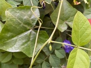 close-up of a stunning Butterfly Pea flower, showcasing its deep indigo and velvet petals against a dense background of healthy, bright green foliage. The natural light highlights the flower's distinc