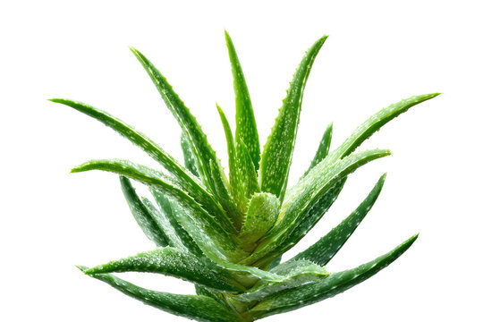 Close-up aloe vera plant - Powered by Adobe