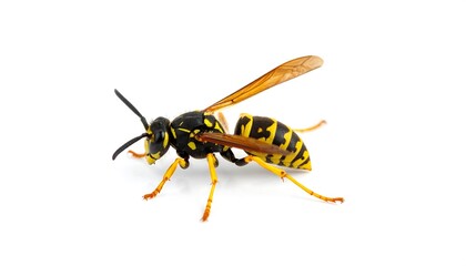 Close-up of a wasp