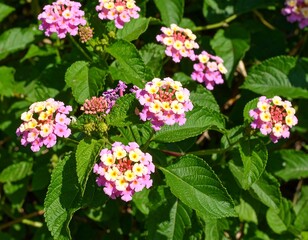Close-up of vibrant pink and yellow flowers (1)