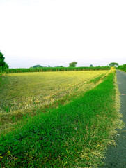 Beautiful Green Field Nature Landscape