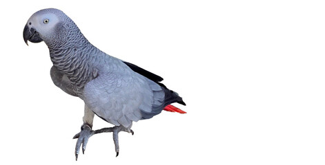 African Grey Parrot (Psittacus erithacus) Isolated on a White Background with Copy Text Space. Intelligent African Grey Parrot for Bird Posters, Ornithology Study, and Nature-Inspired Designs.PNG File