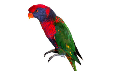 Rainbow Parakeet (Psittacara holochlorus var.) Isolated on White Background with Copy Text Space. Exotic Colorful Bird Element for Wildlife Posters, Pet Themes, and Nature-Inspired Designs. PNG File