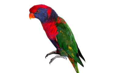 Rainbow Parakeet (Psittacara holochlorus var.) Isolated on White Background with Copy Text Space. Exotic Colorful Bird Element for Wildlife Posters, Pet Themes, and Nature-Inspired Designs. PNG File