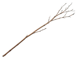 Fototapeta premium A long, rustic wooden branch