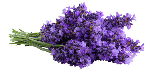 A vibrant bunch of lavender blossoms