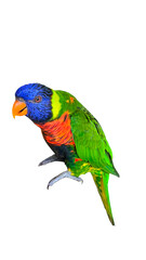 Rainbow Parakeet (Psittacara holochlorus var.) Isolated on White Background with Copy Text Space. Exotic Colorful Bird Element for Wildlife Posters, Pet Themes, and Nature-Inspired Designs. PNG File