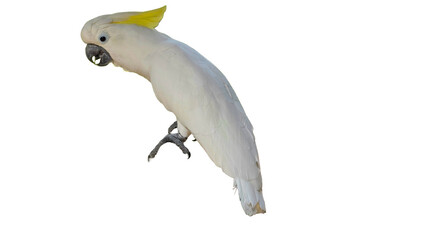 Sulphur-Crested Cockatoo (Cacatua galerita) Isolated on a White Background with Copy Text Space.Sulphur-Crested Cockatoo for Bird Posters, Ornithology Study, and Nature-Inspired Designs. PNG File 