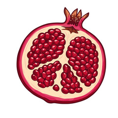 Half Pomegranate Illustration with Red Arils. Fresh Cut Organic Fruit Cross-Section Isolated on White.