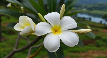Fototapeta premium White plumeria blossoms