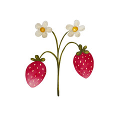 Watercolor strawberry stem. Stem with strawberries and flowers, no leaves, isolated on white background.
