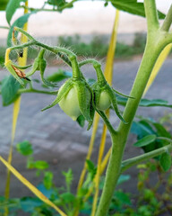 Young Green Tomato Plant Closeup