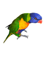 Rainbow Lorikeet (Trichoglossus moluccanus) Isolated on White Background with Copy Text Space. Vibrant Exotic Bird Element for Wildlife Posters, Tropical Themes, and Nature-Inspired Designs. PNG File