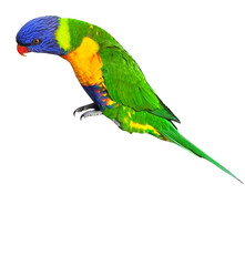 Rainbow Lorikeet (Trichoglossus moluccanus) Isolated on White Background with Copy Text Space. Vibrant Exotic Bird Element for Wildlife Posters, Tropical Themes, and Nature-Inspired Designs. PNG File