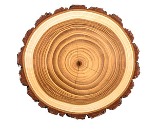 Top view closeup of brown slice of freshly cut wood with dense concentric growth rings and bark on edges isolated on Transparent Background