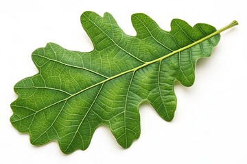 Green oak on white background