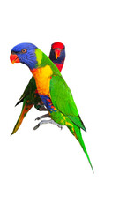Rainbow Lorikeet (Trichoglossus moluccanus) Isolated on White Background with Copy Text Space. Vibrant Exotic Bird Element for Wildlife Posters, Tropical Themes, and Nature-Inspired Designs. PNG File