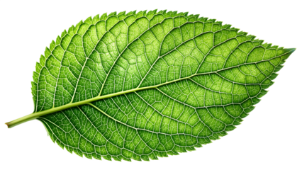 A vibrant green leaf with intricate vein patterns, showcasing the beauty and complexity of nature, isolated on transparent background