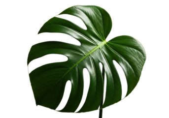 Pristine, glossy emerald monstera leaf with fenestrations on a transparent background, strong chiaroscuro lighting, elegant photorealistic studio still life, concept of natural elegance