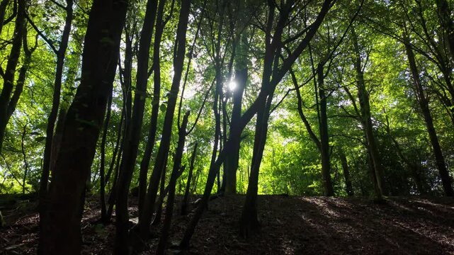 Dark woodland with high contrast between the wooden barks of trees and light streaming into the forest from a bright sun diffused through overhanging leaf, with subtle lens flares.