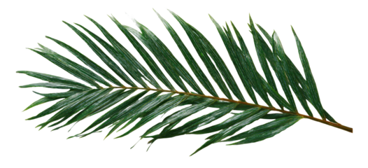 Close-up of a palm frond (1)