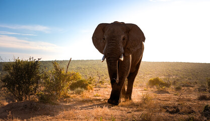 A big Elephant Bull during Sunset in Addo National Park © Max Lackas