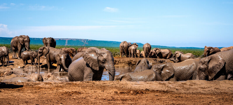 Multiple Elephants in Waterhole