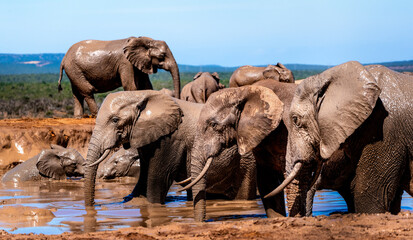 Multiple grown Elephants in Waterhole © Max Lackas