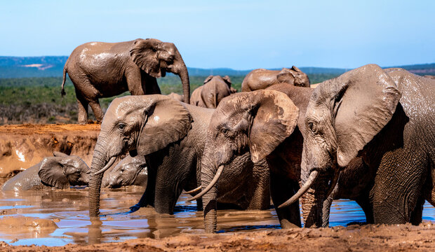 Multiple grown Elephants in Waterhole