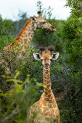 Curious Baby Giraffe facing the Camera with Mother in the Background