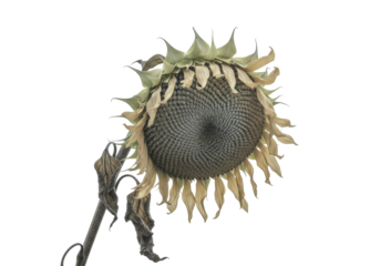 Parched muted beige sunflower with curled petals and brittle stalk on white backdrop, copy space, soft high-key light, concept of quiet endurance and the delicate passage of time