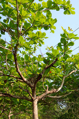 Low-angle view of a Terminalia catappa (Indian Almond, Sea Almond) tree with broad green leaves and branching structure against a clear blue sky, highlighting tropical greenery and shade